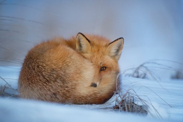 fox-training